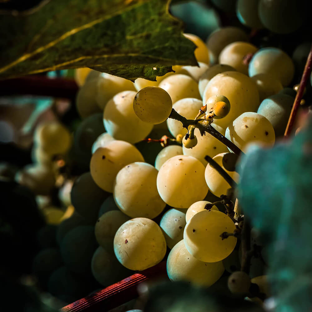 Close Up Of Green Grapes On The Vine