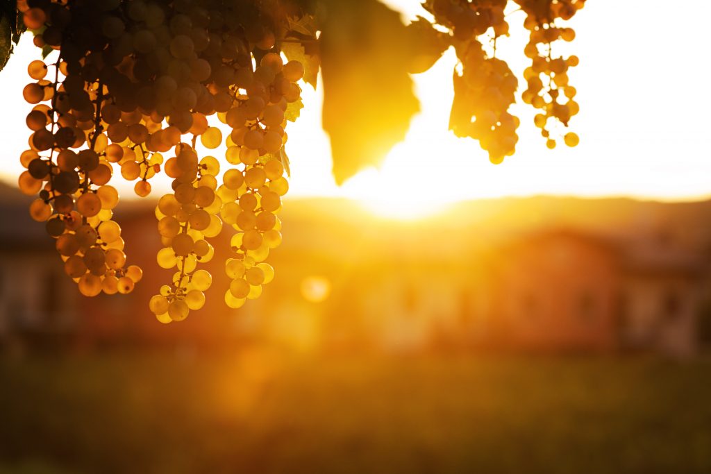 Green grapes on the vine at sunset